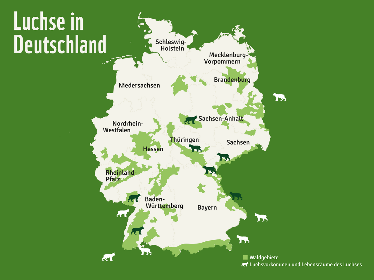 Luchse in Deutschland 