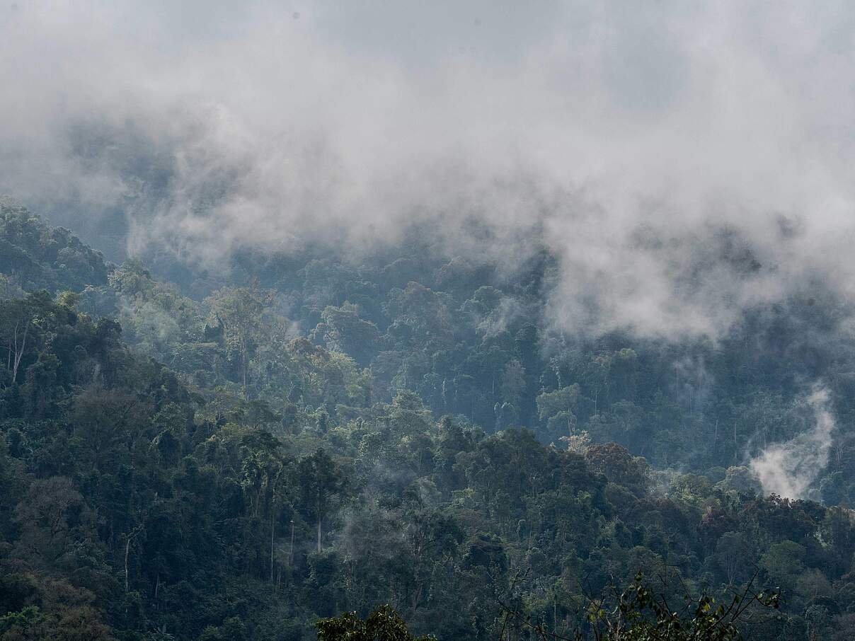 Bewaldete Gebirgslandschaft in den Wolken