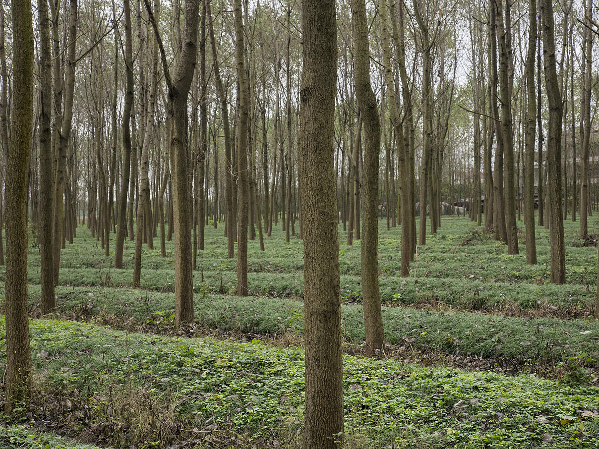 Waldplantage in China © Theodore Kaye / WWF China