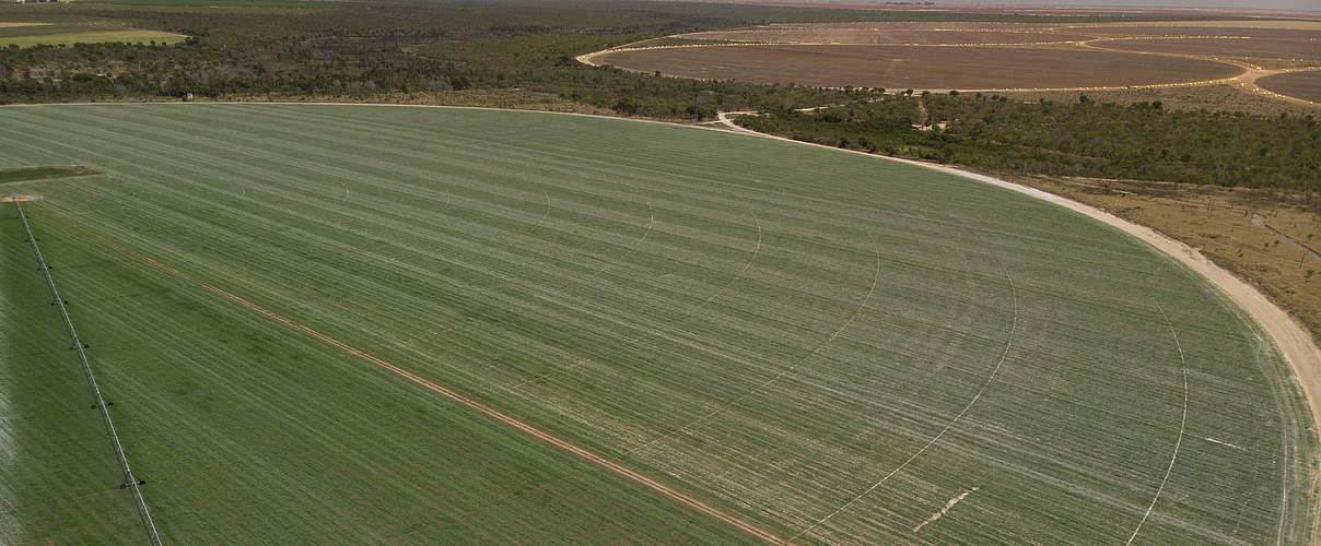 Palmares Soja Farm, Cerrado, Brasilien © David Bebber / WWF UK