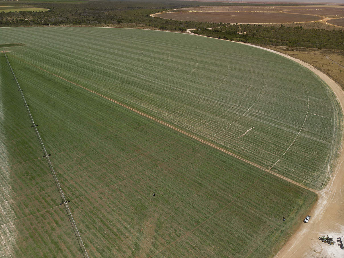 Palmares Soja Farm, Cerrado, Brasilien © David Bebber / WWF UK