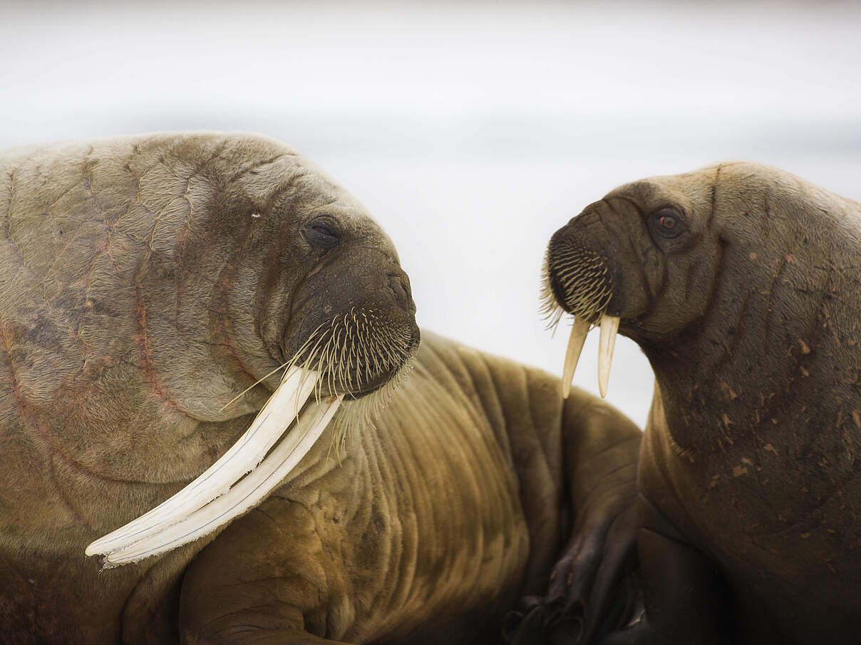 Mutterliebe © naturepl.com / Ole Jorgen Liodden / WWF