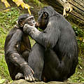 Bonobo Familie © Jeff Mc Curry / iStock / Getty Images Plus