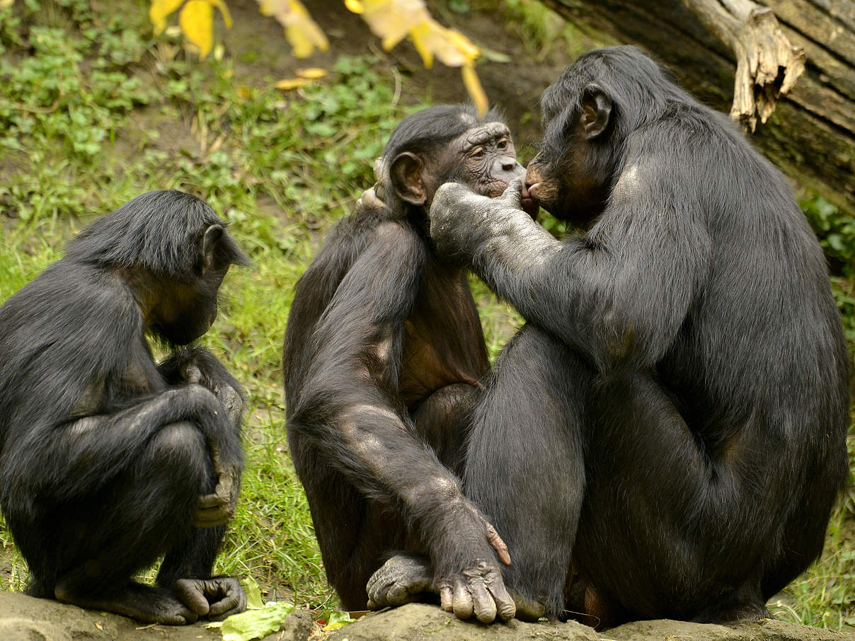 Bonobo Familie © Jeff Mc Curry / iStock / Getty Images Plus