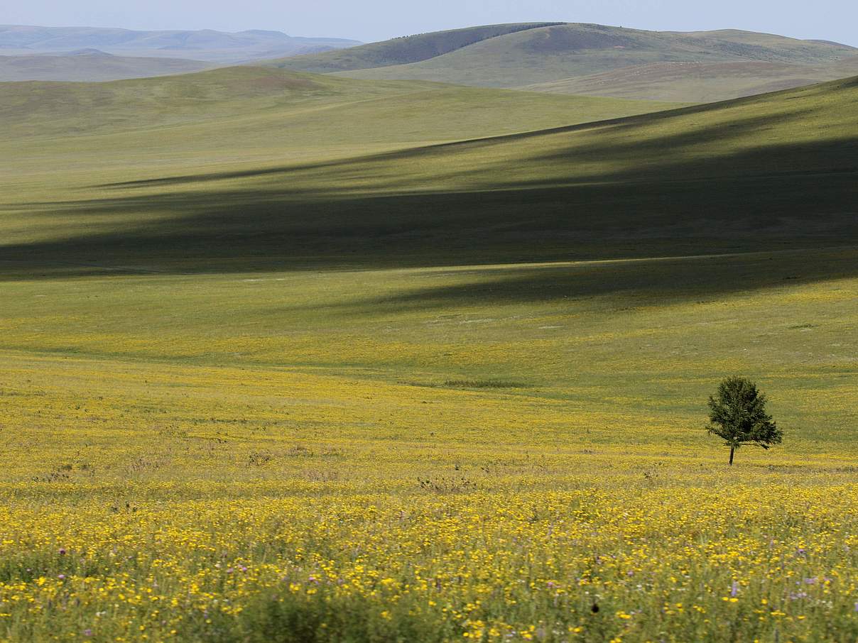 Daurische Steppe © Gantulga Bayandonoi / WWF Mongolia