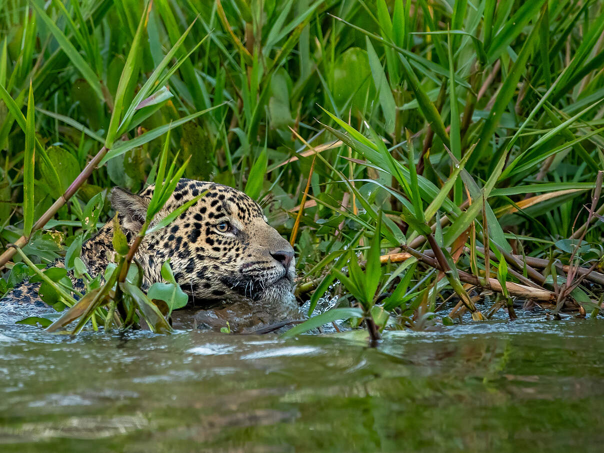 Jaguar im Wasser 