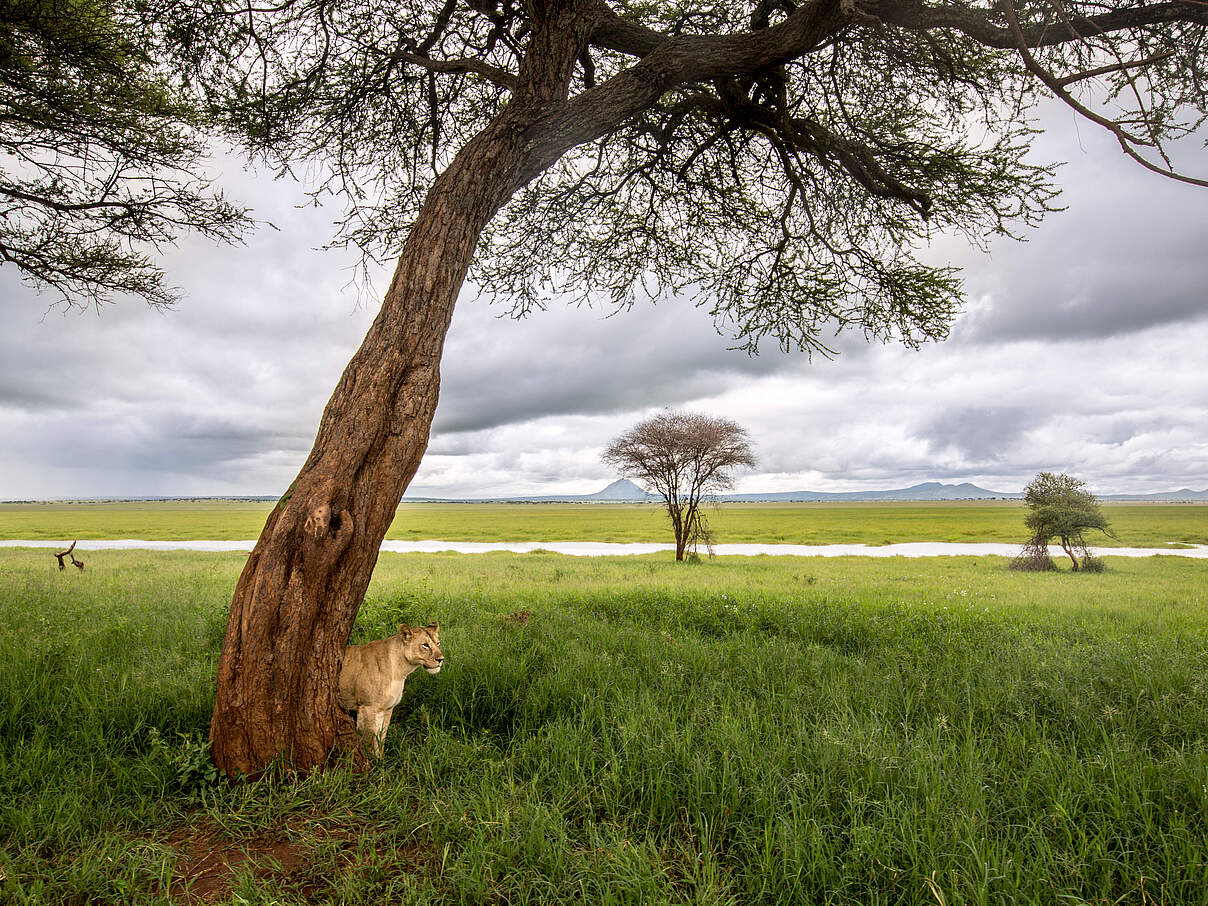 Löwin in einer Savanne in Tansania