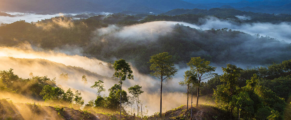Nebelschwaben ziehen bei Sonnenaufgang über eine Naturlandschaft