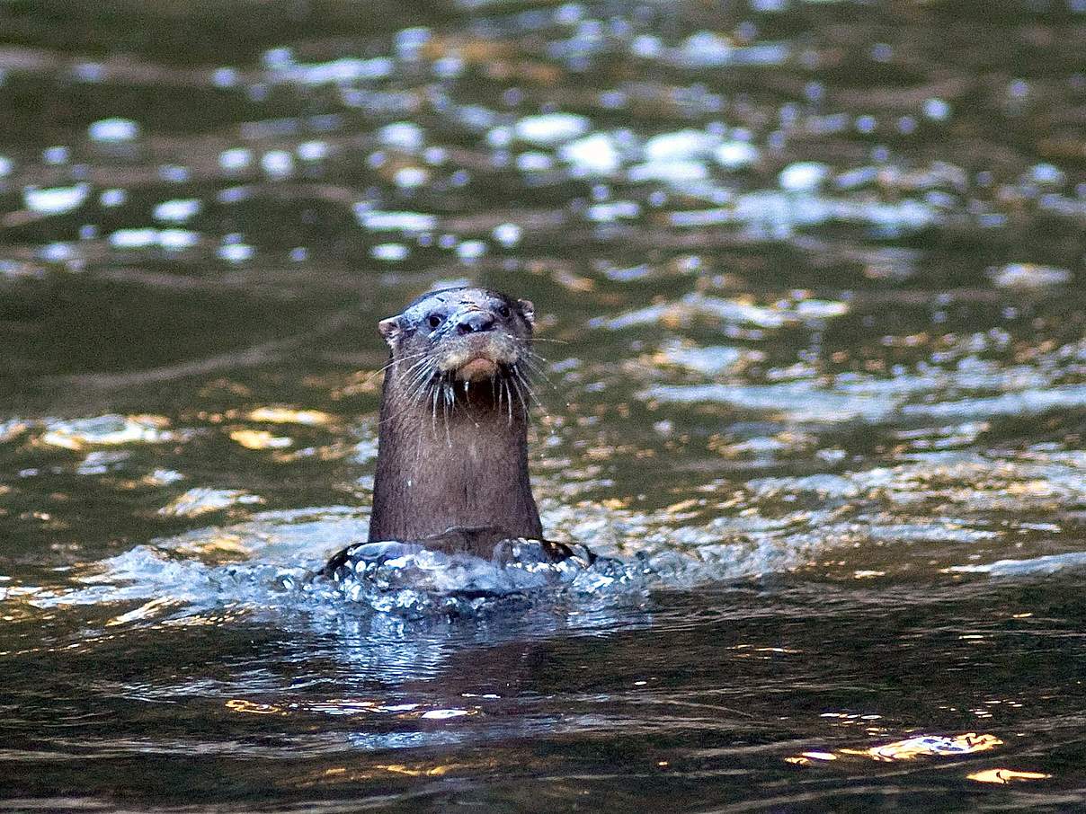 Riesenotter © Adriano Gambarini / WWF Brasilien