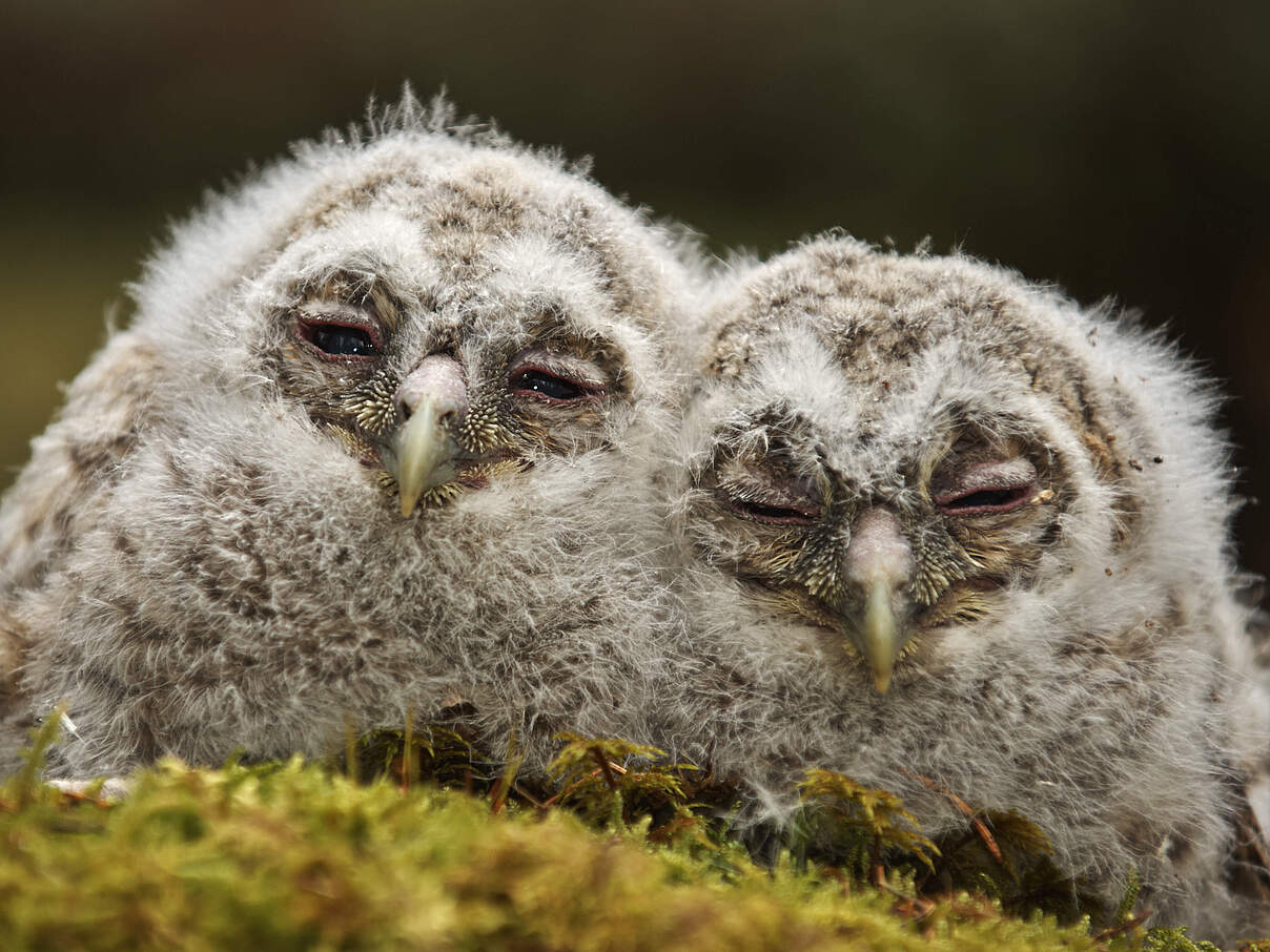Waldkauz Jungeulen