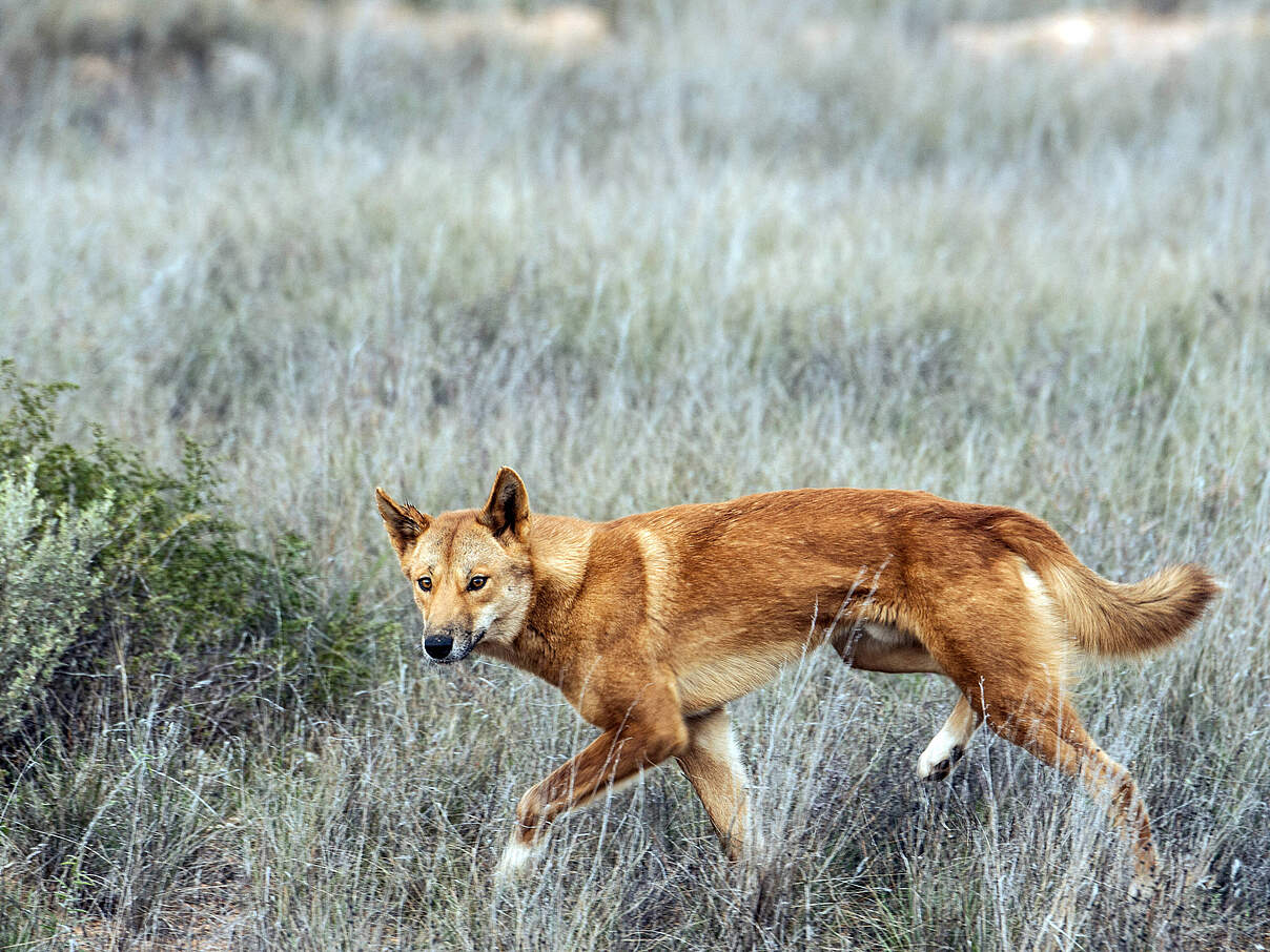 Ist der Dingo ein Wildhund? © imago images / Nature Picture Library / Jiri Lochman
