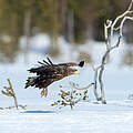 Im Schnee fliegender Seeadler © Ralph Frank