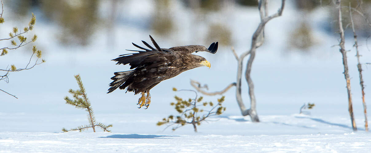 Im Schnee fliegender Seeadler © Ralph Frank