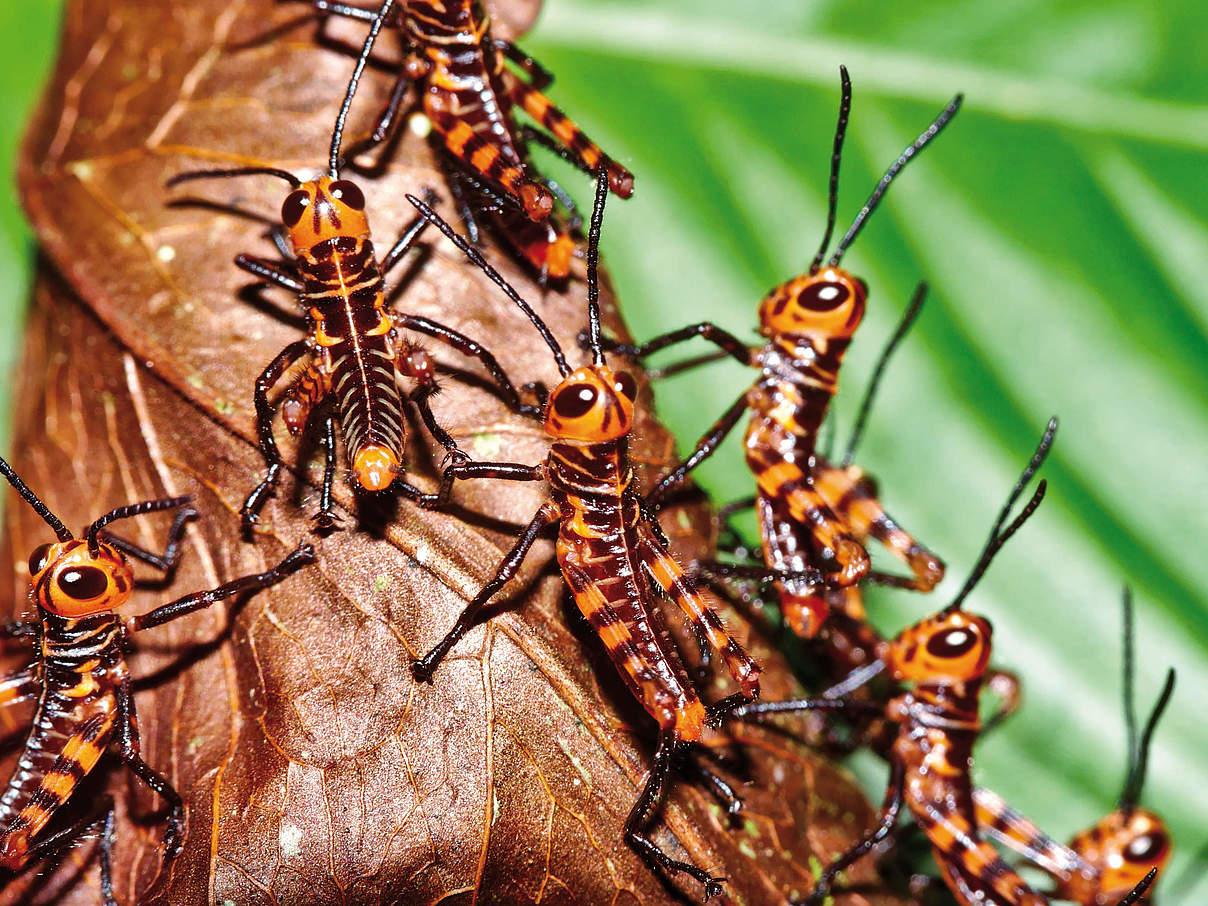 Juvenile Heuschrecken aus der Gattung Tropidacris erkunden den Regenwald © Markus Thamm
