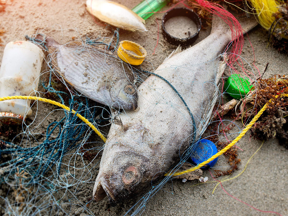 Toter gestrandeter Fisch umgeben von Plastikmüll © GettyImages
