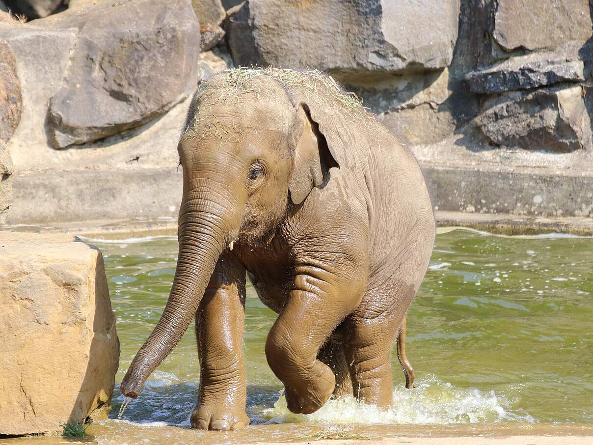 Elefant im Zoo Osnabrück © Zoo Osnabrück