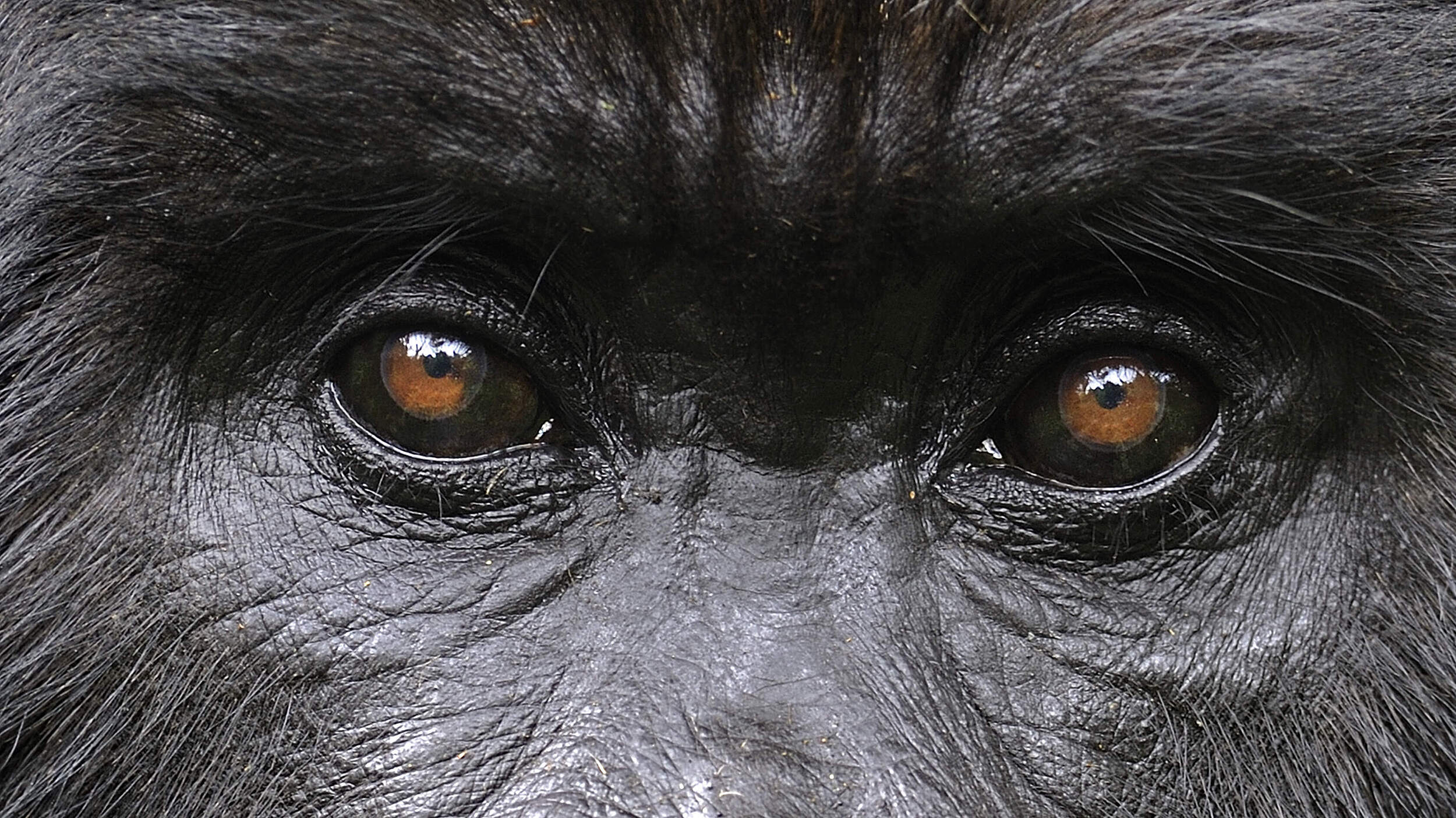 Berggorilla © naturepl.com / Andy Rouse / WWF 