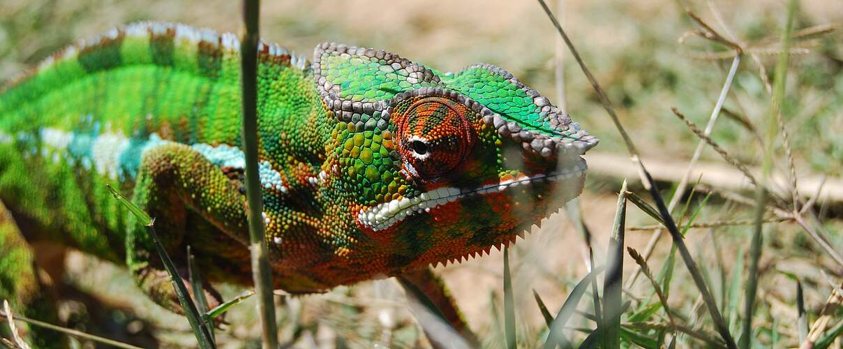 Chamäleon © Martina Lippuner / WWF