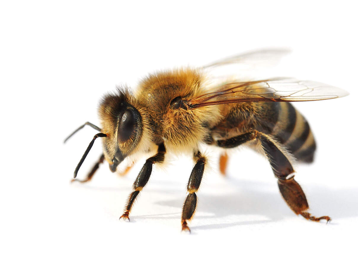 Nahaufnahme einer Honigbiene