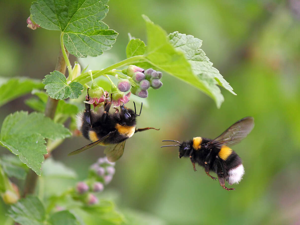 Zwei Hummeln sammeln Nektar