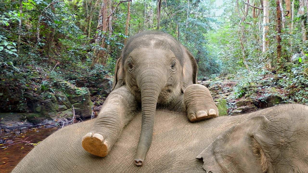 Kleiner Elefant mit Mutter © WWF