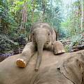 Kleiner Elefant mit Mutter © WWF