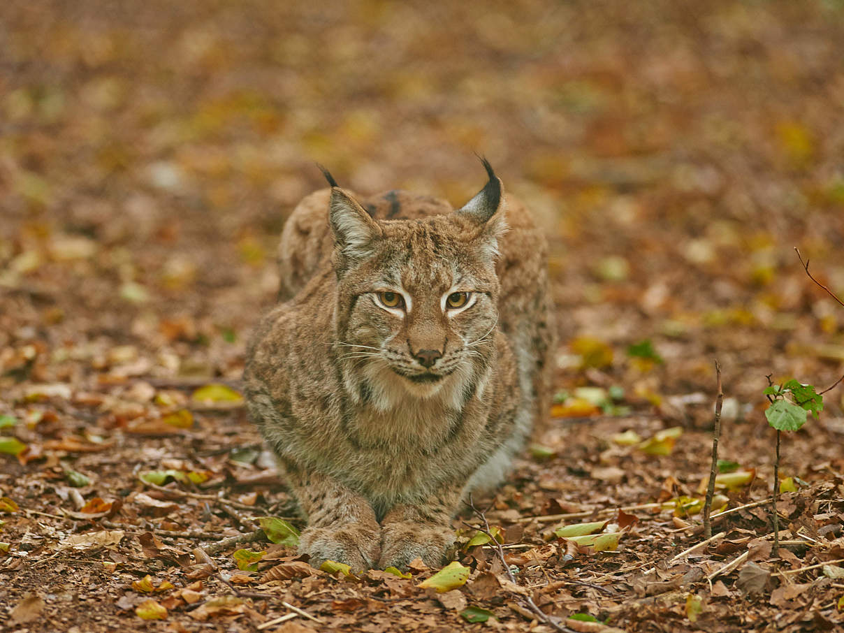 Luchs © Ola Jennersten / WWF-Sweden