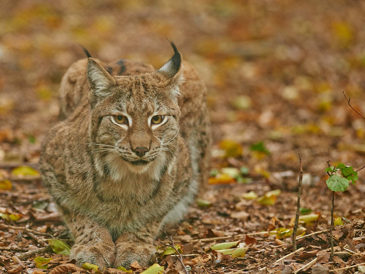 Luchs © Ola Jennersten / WWF-Sweden