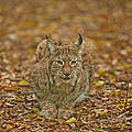 Luchs © Ola Jennersten / WWF-Sweden