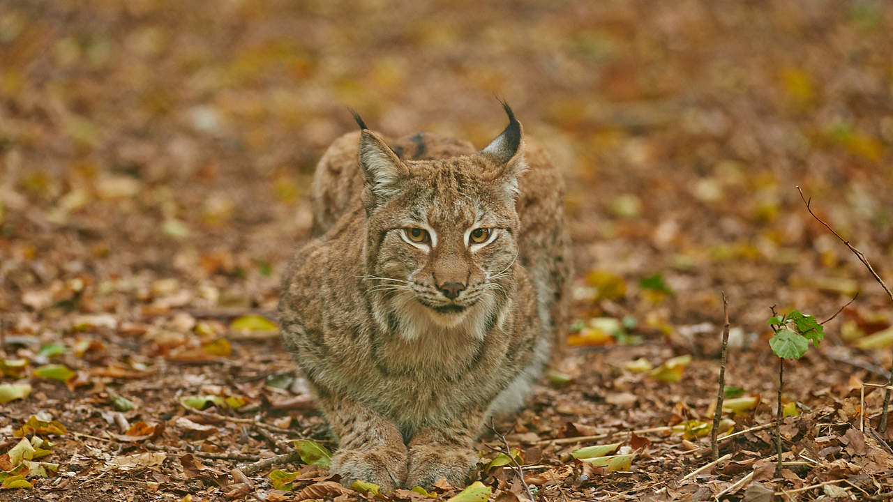 Luchs © Ola Jennersten / WWF-Sweden