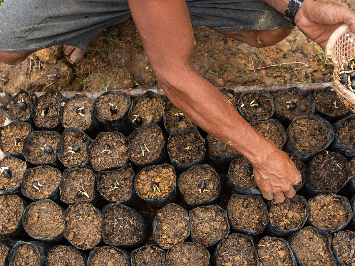 Setzlinge © M. Aldi Khatami