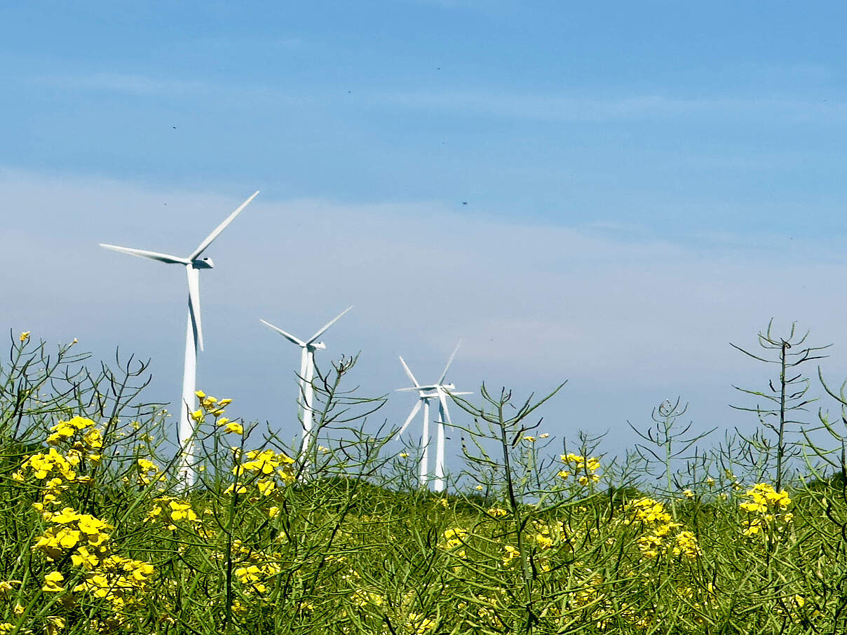 Windkrafträder im Hintergrund mit viel blauem Himmel und blühender Raps im Vordergrund aus der Froschperspektive