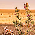 Distel auf dem Acker © WWF