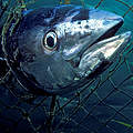 Die überfischten Bestände brauchen langfristige Wiederaufbaupläne, um in Zukunft wieder deutlich produktiver zu sein. © naturepl.com / David Fleetham / WWF