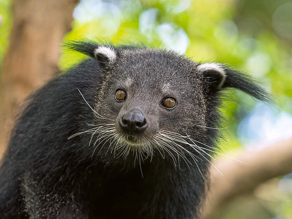 Binturong 