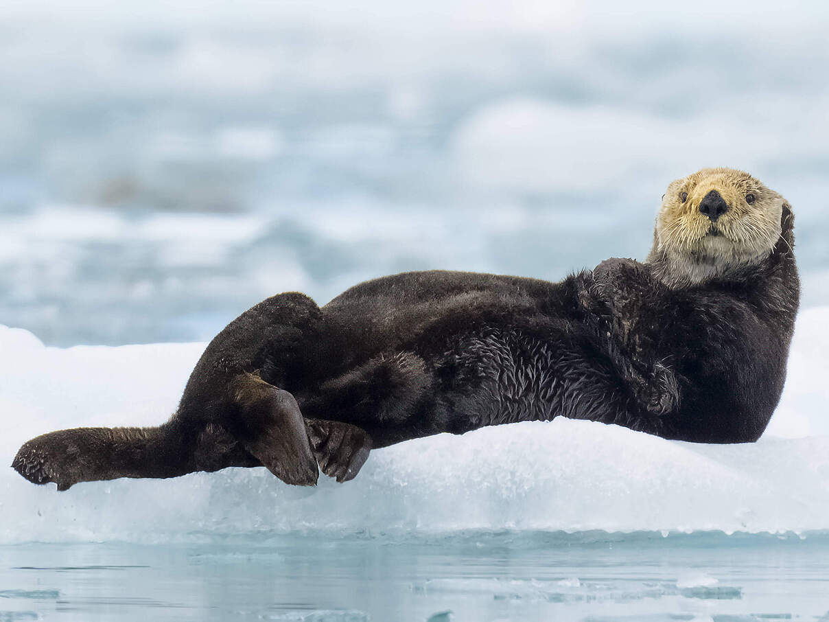 Otter © Imago Cavan Images