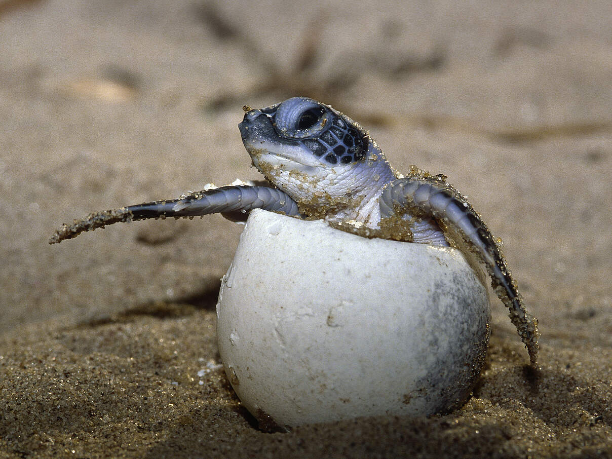 Grüne Meeresschildkröte schlüpft © Roger Leguen / WWF