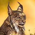 Porträt von einem iberischen Luchs
