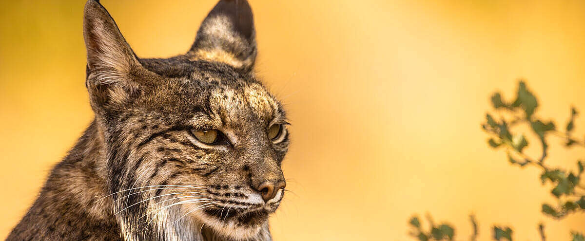 Porträt von einem iberischen Luchs