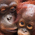 Weiblicher Borneo-Orang-Utan mit Jungtier © naturepl.com / Anup Shah / WWF