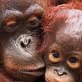 Weiblicher Borneo-Orang-Utan mit Jungtier © naturepl.com / Anup Shah / WWF