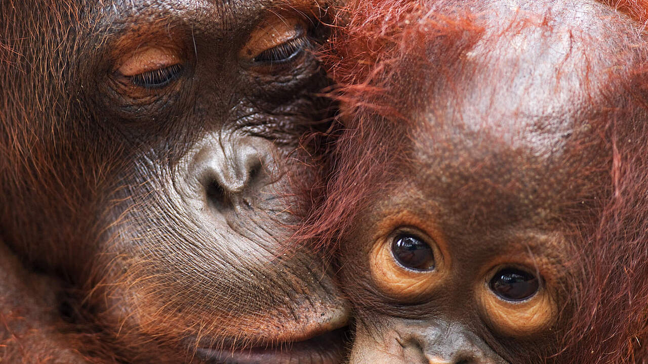 Weiblicher Borneo-Orang-Utan mit Jungtier © naturepl.com / Anup Shah / WWF