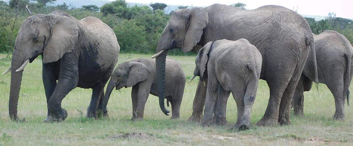 Eine kleine Gruppe Elefanten großer und kleinerer Kälber © Elephant Aware