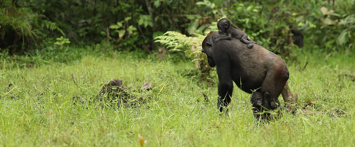 Gorillaweibchen Malui mit ihren Zwillingen auf Futtersuche © Gesa Labahn /WWF