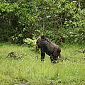 Gorillaweibchen Malui mit ihren Zwillingen auf Futtersuche © Gesa Labahn /WWF