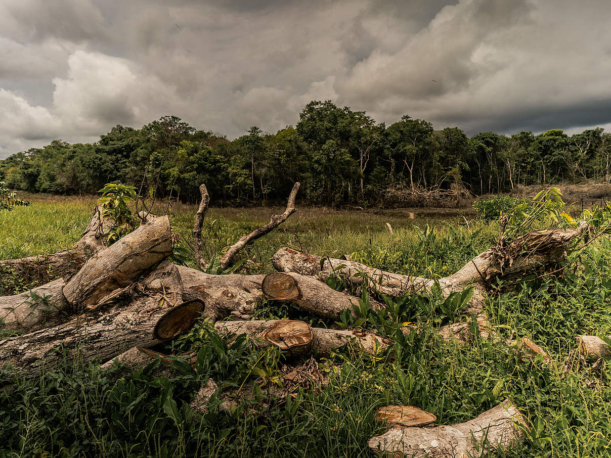 Entwaldung im kolumbianischen Amazonas © Luis Barreto / WWF UK