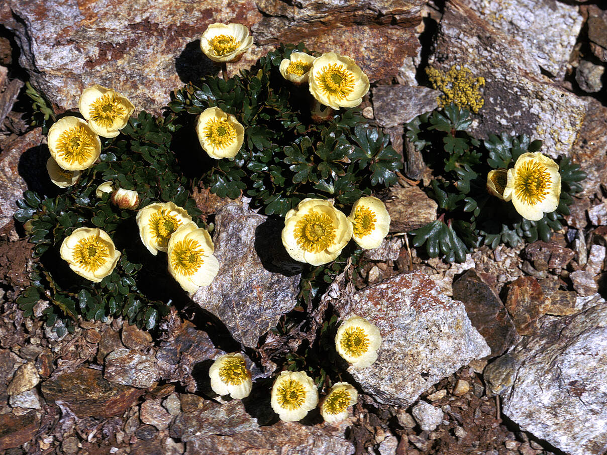 Gletscher-Hahnenfuß