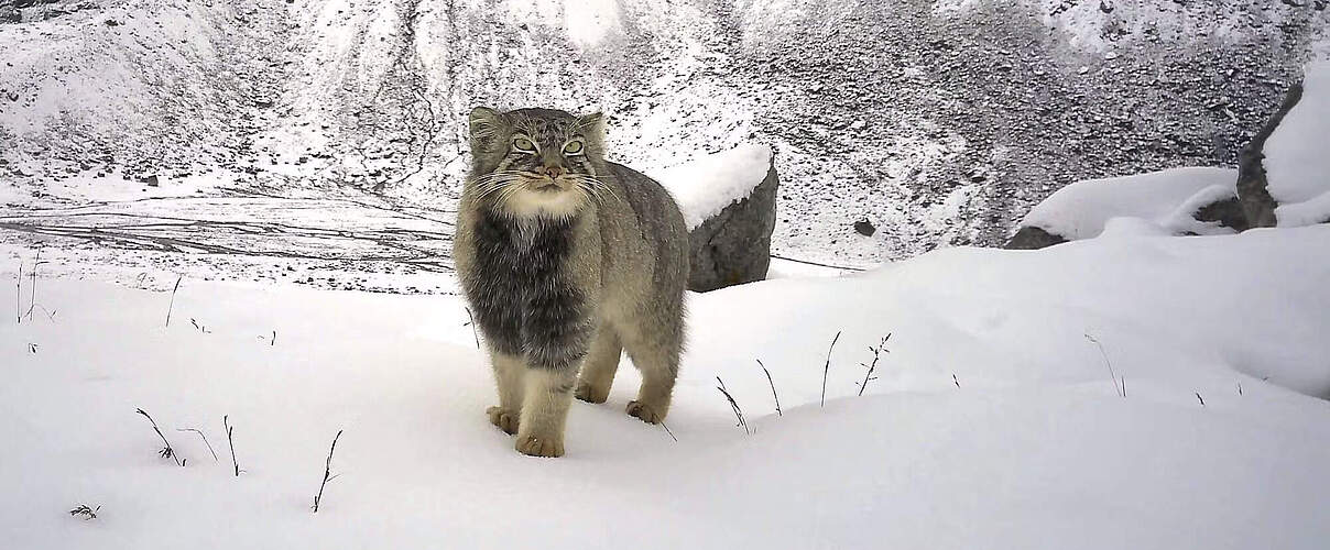 Die Pallaskatze im Schnee im Himalaja.