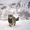 Die Pallaskatze im Schnee im Himalaja.