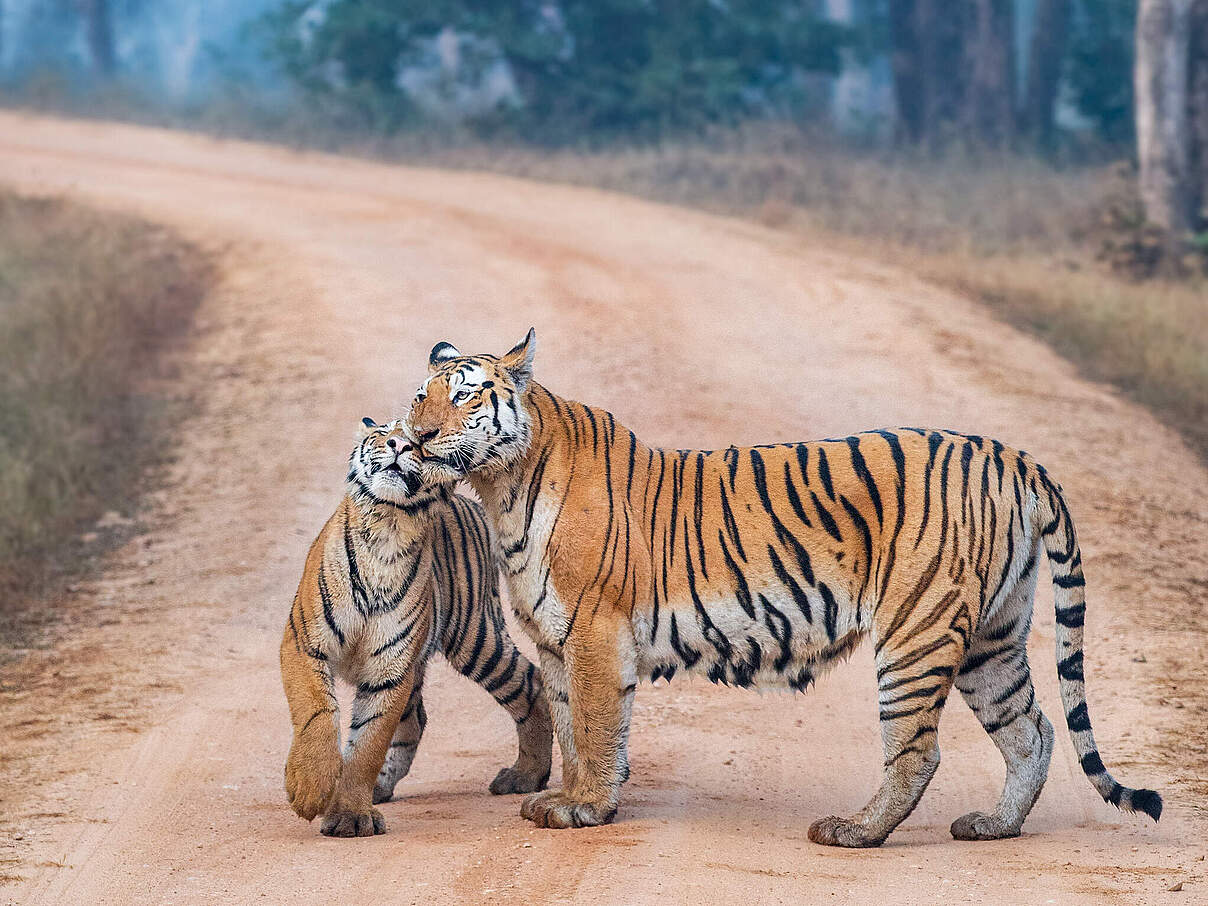 Tiger im Pench Tiger Reserve, Indien © Mihir Mahajan / WWF International 